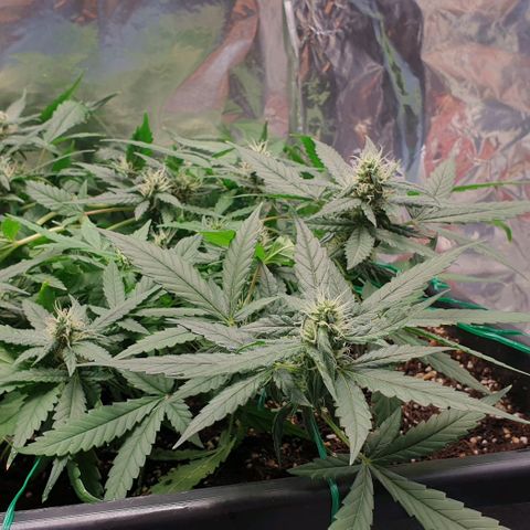 Nova growlog timeline photo