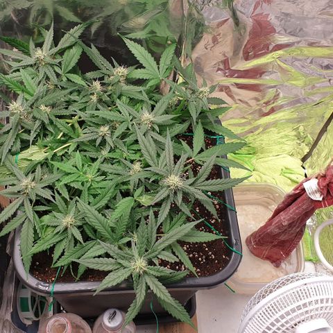 Nova growlog timeline photo