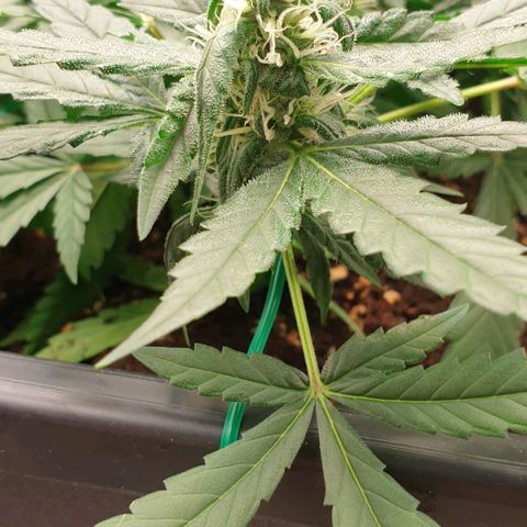 Nova growlog timeline photo