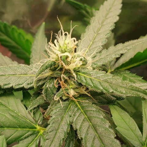 Nova growlog timeline photo