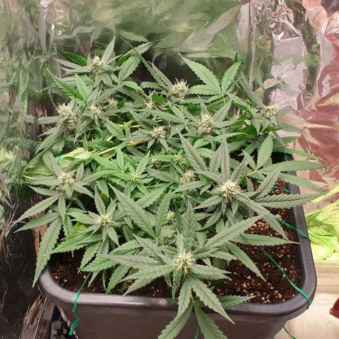 Nova growlog timeline photo