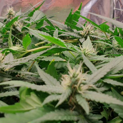 Nova growlog timeline photo