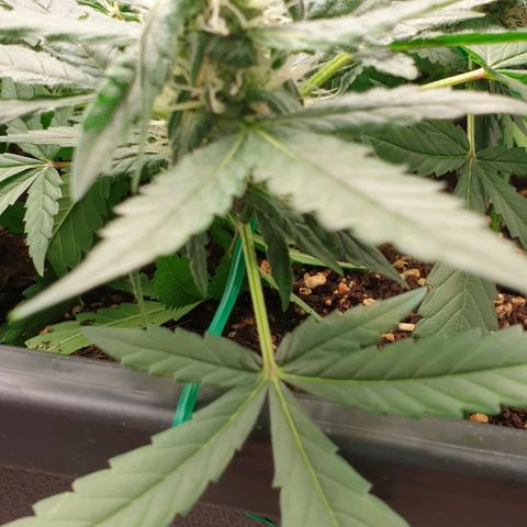 Nova growlog timeline photo