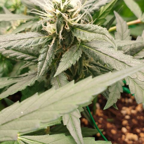 Nova growlog timeline photo