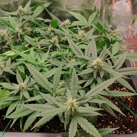 Nova growlog timeline photo