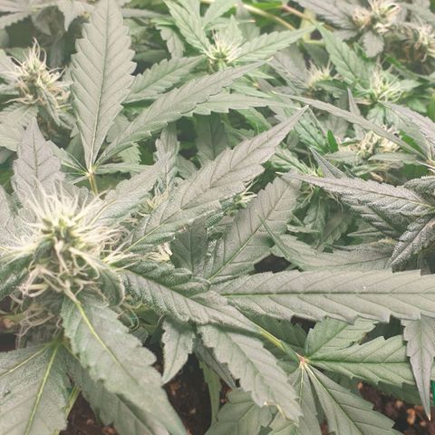 Nova growlog timeline photo