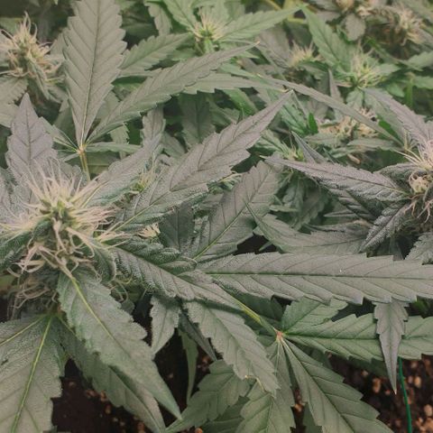 Nova growlog timeline photo
