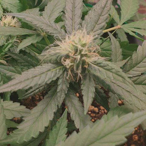 Nova growlog timeline photo