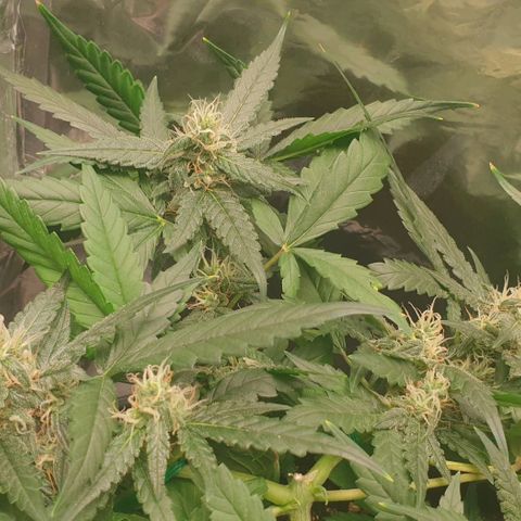 Nova growlog timeline photo