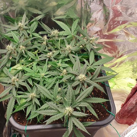 Nova growlog timeline photo