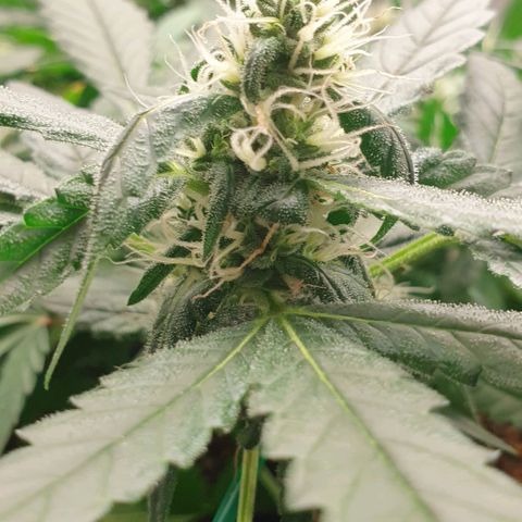 Nova growlog timeline photo