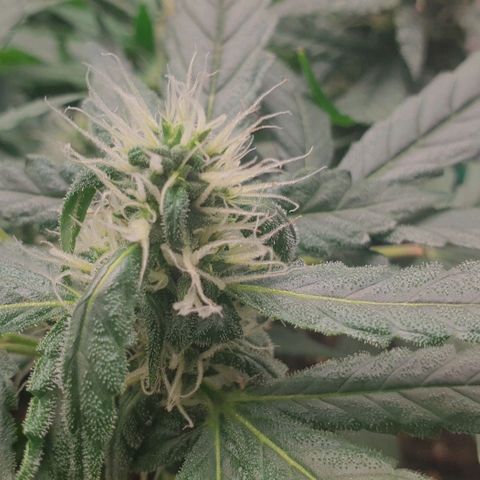 Nova growlog timeline photo