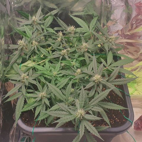 Nova growlog timeline photo
