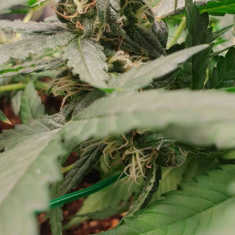 Nova growlog timeline photo