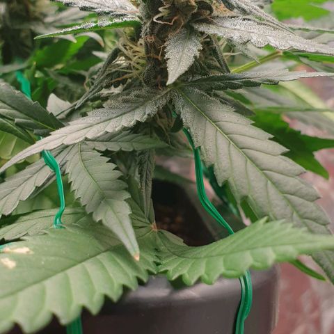 Nova growlog timeline photo