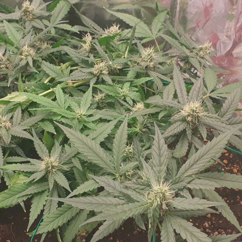 Nova growlog timeline photo