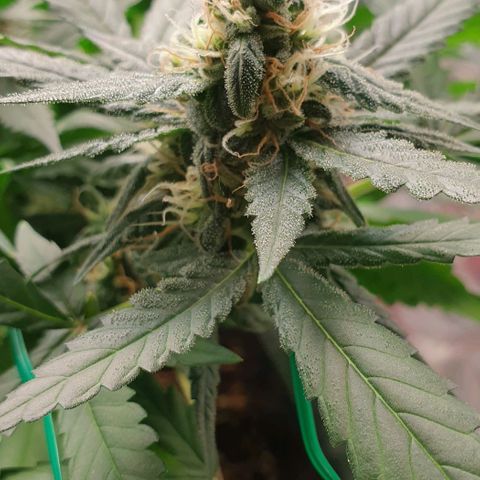 Nova growlog timeline photo