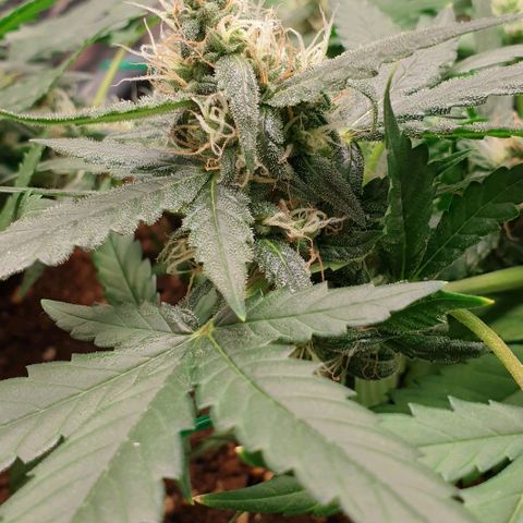 Nova growlog timeline photo