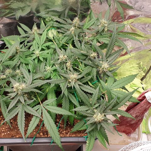 Nova growlog timeline photo