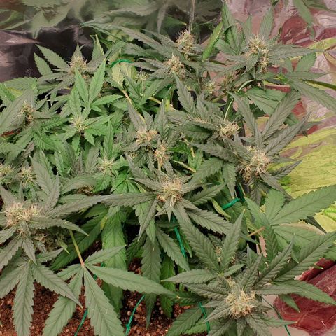 Nova growlog timeline photo