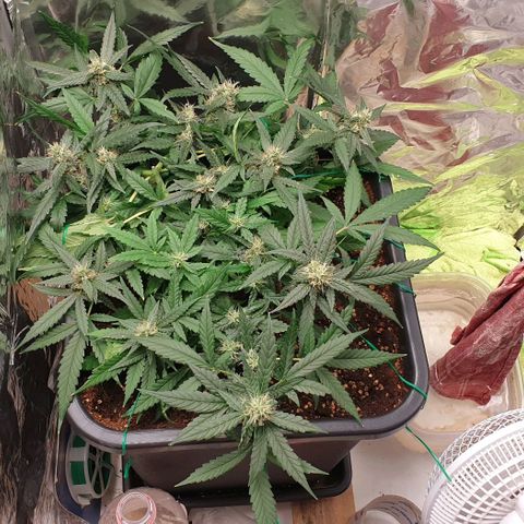 Nova growlog timeline photo