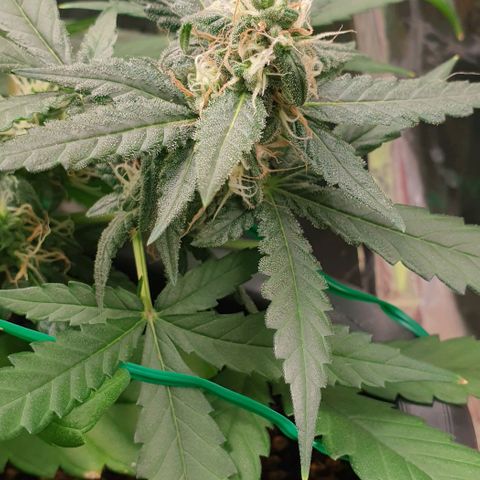 Nova growlog timeline photo