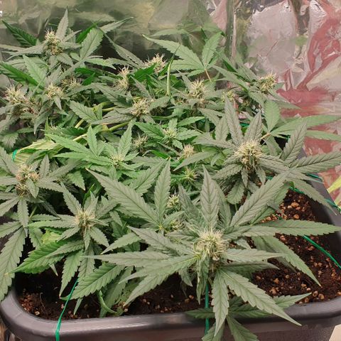 Nova growlog timeline photo