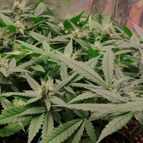 Nova growlog timeline photo