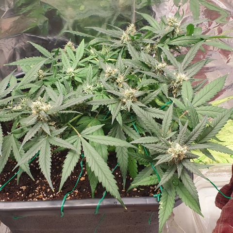 Nova growlog timeline photo