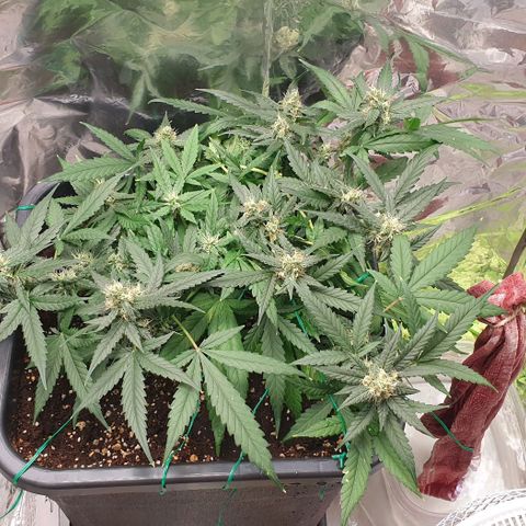 Nova growlog timeline photo