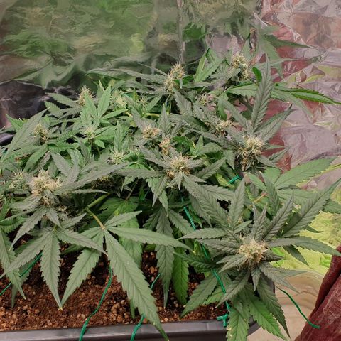 Nova growlog timeline photo