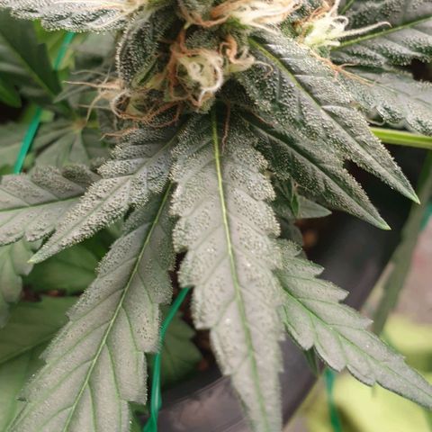 Nova growlog timeline photo