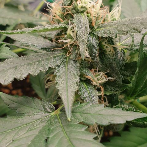 Nova growlog timeline photo