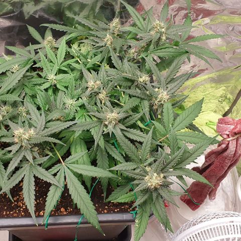 Nova growlog timeline photo
