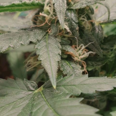 Nova growlog timeline photo