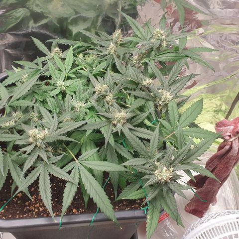 Nova growlog timeline photo