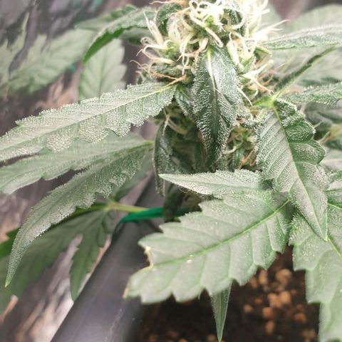 Nova growlog timeline photo