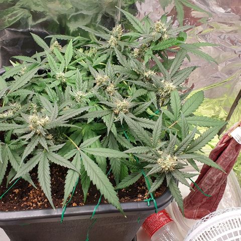 Nova growlog timeline photo