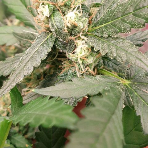 Nova growlog timeline photo