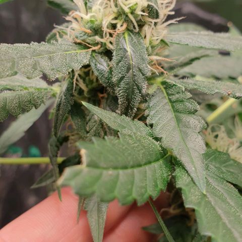 Nova growlog timeline photo