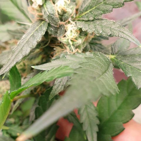 Nova growlog timeline photo