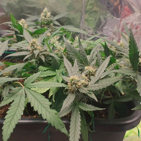 Nova growlog timeline photo
