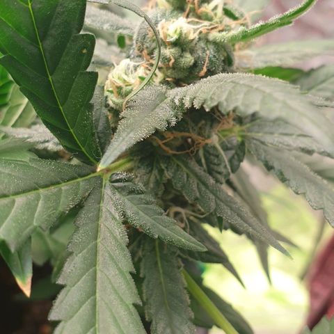 Nova growlog timeline photo
