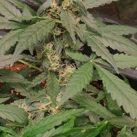 Nova growlog timeline photo