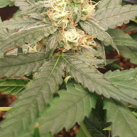Nova growlog timeline photo