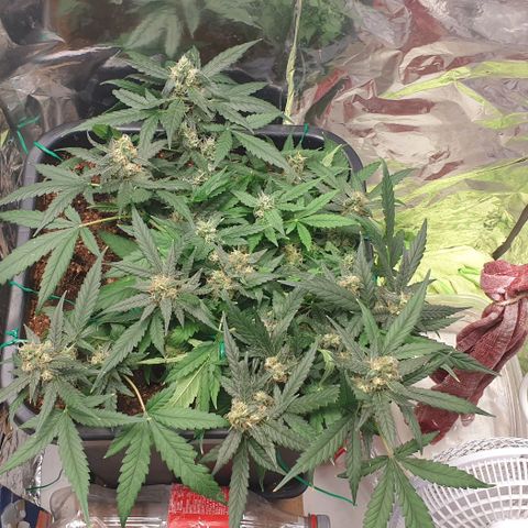 Nova growlog timeline photo