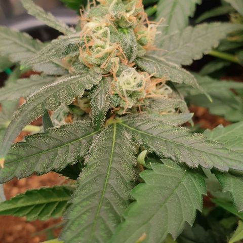 Nova growlog timeline photo