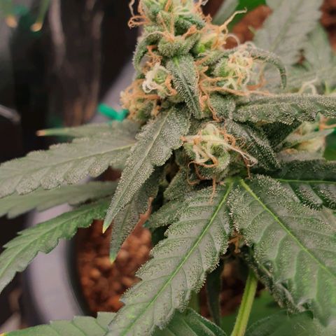Nova growlog timeline photo