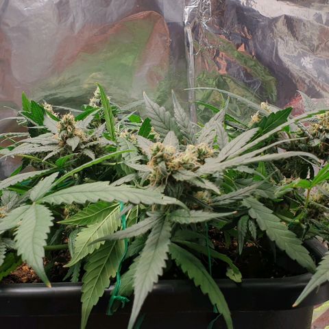 Nova growlog timeline photo