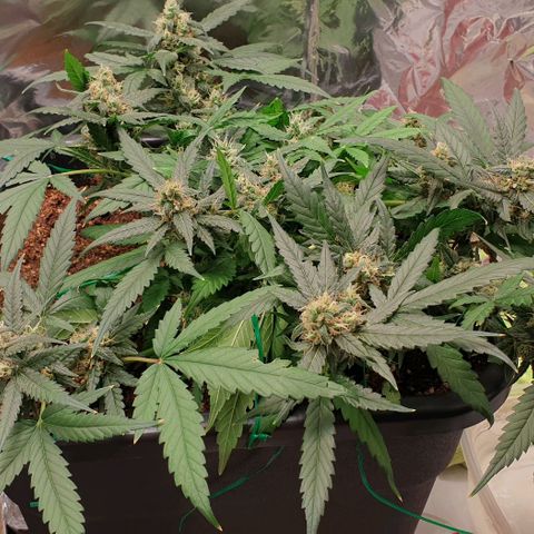 Nova growlog timeline photo